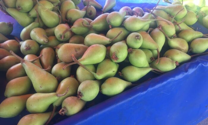 Armut fiyatları cep yakıyor