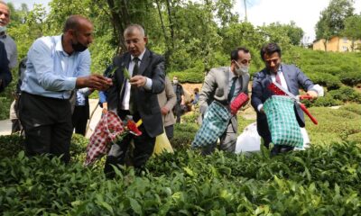 Artvin Valisi Doruk, çay bahçesine girdi çay topladı