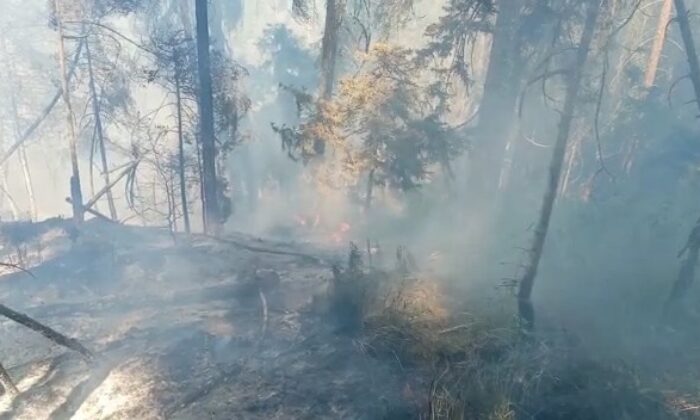 Artvin’de korkutan orman yangını