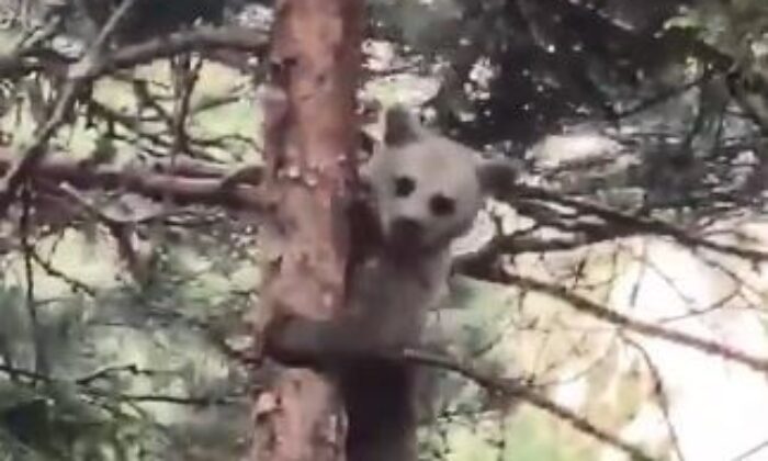 Artvin’de minik ayı yavrusunun ağaçtaki sinirli görüntüsü ve ağaçtan inişi cep telefonu kameralarına yansıdı