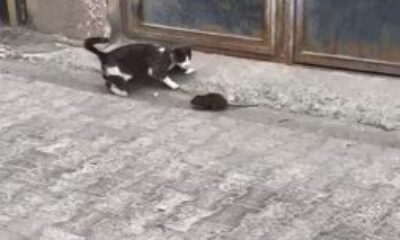 Artvin’den fare ile kedinin güldüren görüntüsü