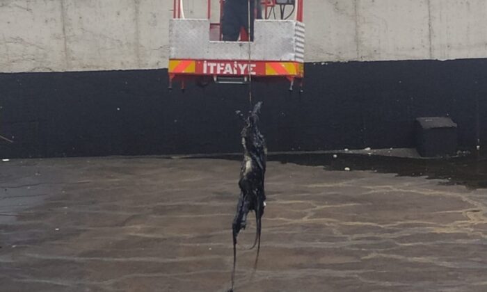 Asfalt hammadde havuzuna düşen keçiyi itfaiye kurtardı