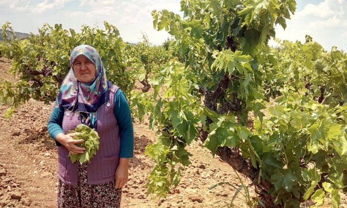 Asma yaprağından 1,5 milyonluk gelir
