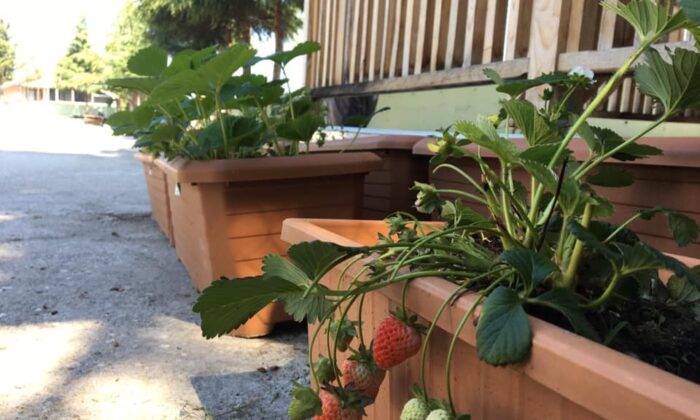 Ata tohumları meyve verdi