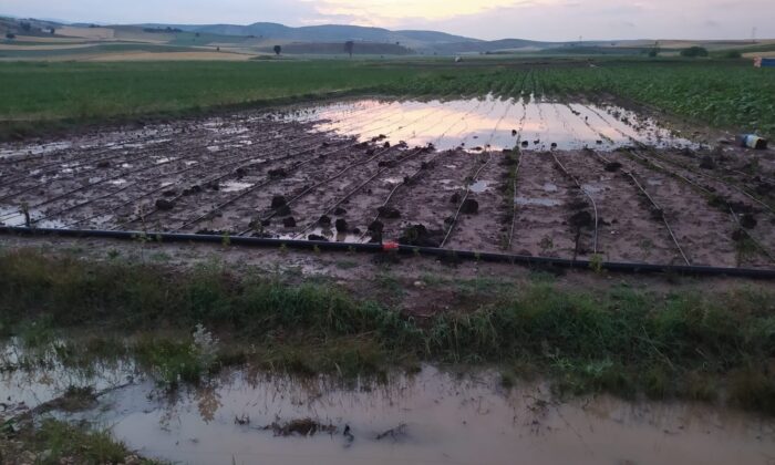 Ata tohumu ile ekilen patlıcan tarlaları sular altında kaldı