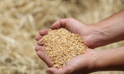 Ata tohumu Karakılçık Buğdayı’nın ilk hasadı Karaova’da yapıldı
