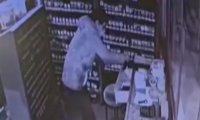 Ataşehirde esnafın kabusu olan suç makinesi yakalandı