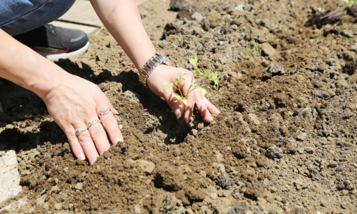AtaTohum’da yaz fideleri toprakla buluştu