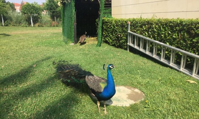 Atatürk Kent Parkı tavus kuşlarıyla renklendi