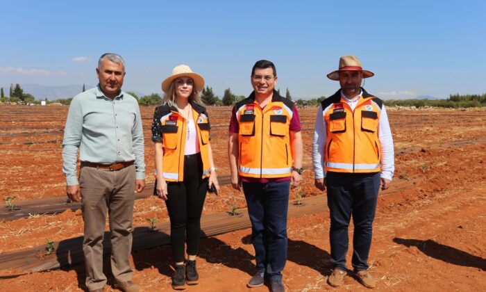 Atatürk Orman Çiftliği’ne karpuz ve kavun ekildi