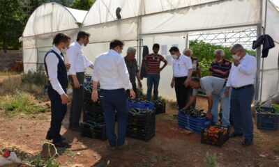 Atıl araziye kurdukları sera gelir kapısı oldu