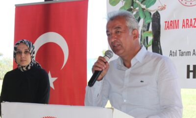 Atıl tarım arazileri keçiboynuzuyla şifa kaynağı olacak