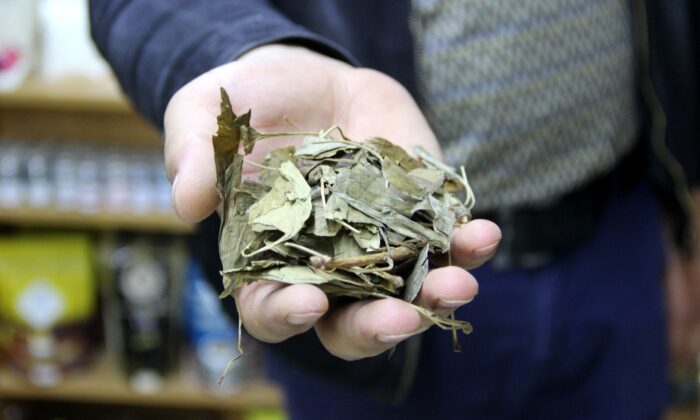 Atom bombasına direnen tek bitki, birçok derde deva oluyor