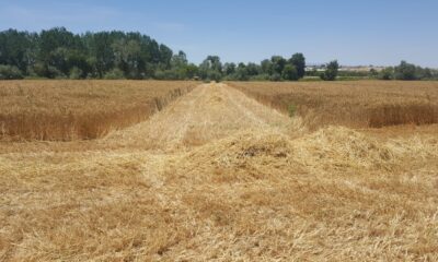 AÜ Ziraat Fakültesi buğday hasadında rekor kırdı