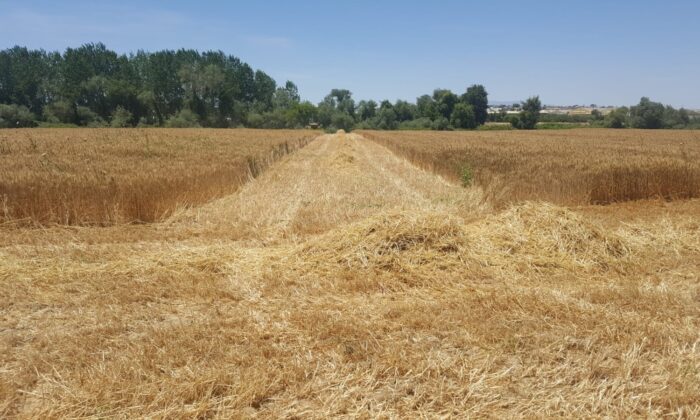 AÜ Ziraat Fakültesi buğday hasadında rekor kırdı