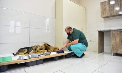 Avcılar’da zehirlenen yavru köpekler belediye ekiplerince kurtarıldı