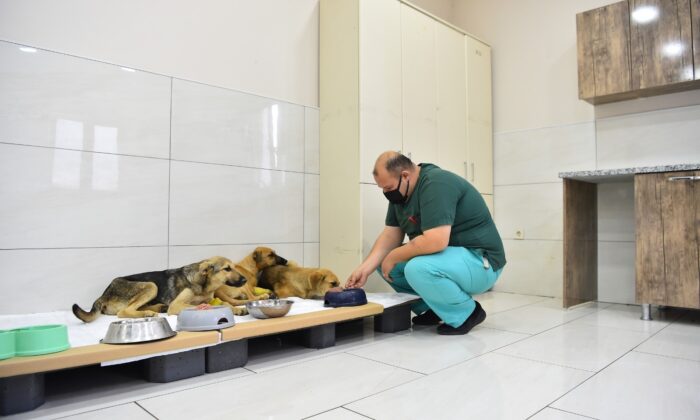 Avcılar’da zehirlenen yavru köpekler belediye ekiplerince kurtarıldı