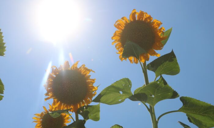 Ay çekirdeği tarlaları Malatya’yı sarıya bürüdü