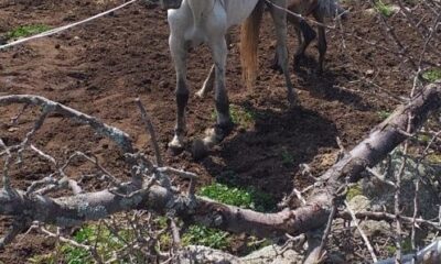 Ayağı kırılan yılkı atına vatandaşlar sahip çıktı