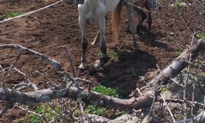 Ayağı kırılan yılkı atına vatandaşlar sahip çıktı
