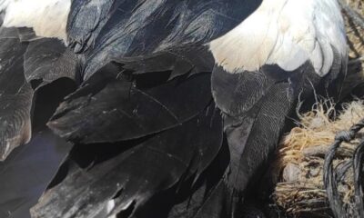 Ayağına ip dolanan leylek kurtarıldı