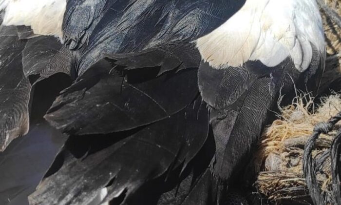 Ayağına ip dolanan leylek kurtarıldı