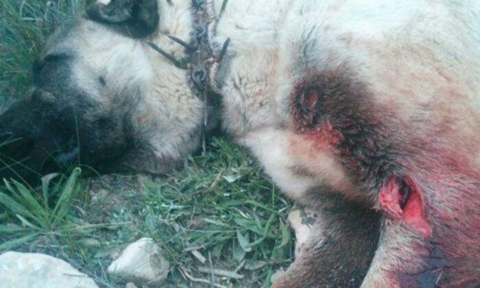 Aydın dağlarında domuzlar davar sürülerini de saldırmaya başladı