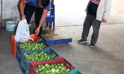 Aydın’da ilek alım satımı başladı