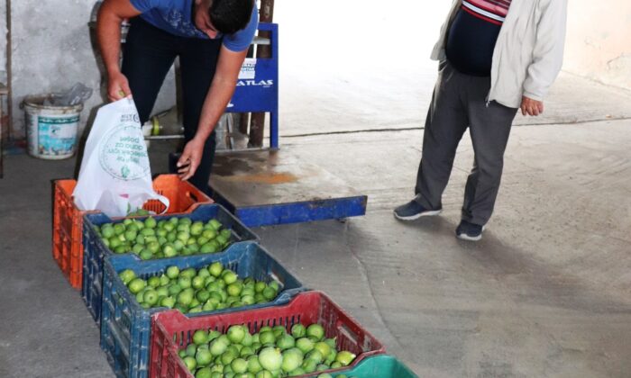 Aydın’da ilek alım satımı başladı