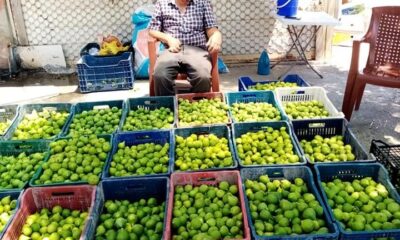 Aydın’da ’ilekleme’ dönemi devam ediyor