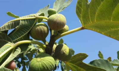 Aydın’da incir bahçelerine kırmızı örümcek ile mücadele sürüyor
