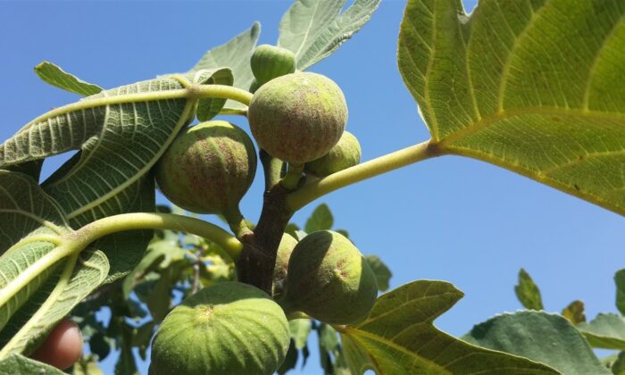 Aydın’da incir bahçelerine kırmızı örümcek ile mücadele sürüyor