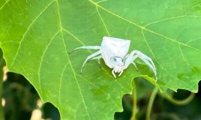 Aydın’da, insan yüzlü örümcek görüldü