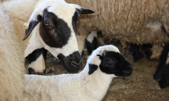 Aydın’da ’SOYBİS Projesi’ kapsamında bin 22 küçükbaş hayvan küpeleniyor