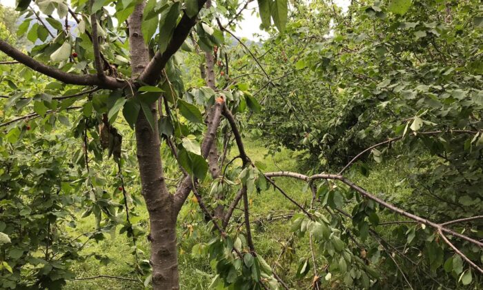 Ayı, önce mezarı şimdi de kiraz ağaçlarını talan etti