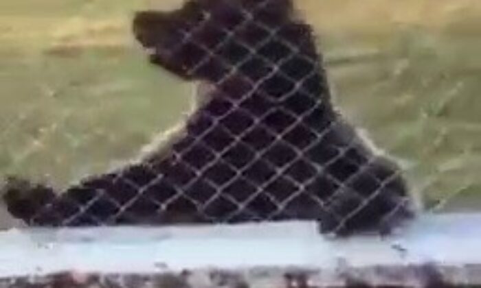 Ayılar ilçe merkezine indi