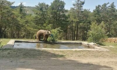 Ayının havuz keyfi böyle görüntülendi