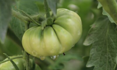 Baba kız, ata tohumunu korumak için 5 yıldır domates üretiyor