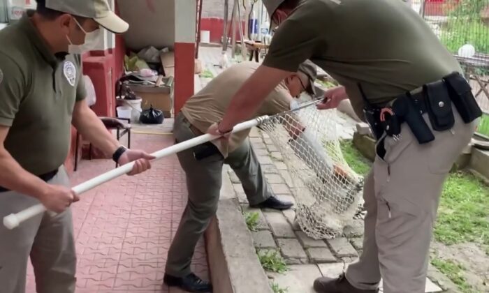 Bahçede yaralı halde bulunan doğan, korumaya alındı