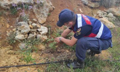 Bahçesine kenevir ekti gözaltına alındı