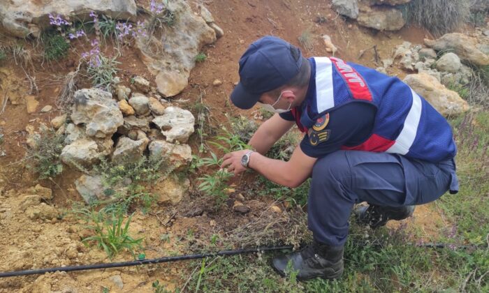 Bahçesine kenevir ekti gözaltına alındı