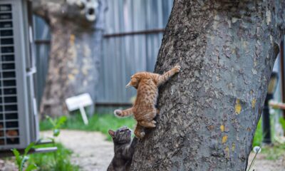 Bakan Gül’den hayvanları koruyacak yeni yasal düzenleme mesajı