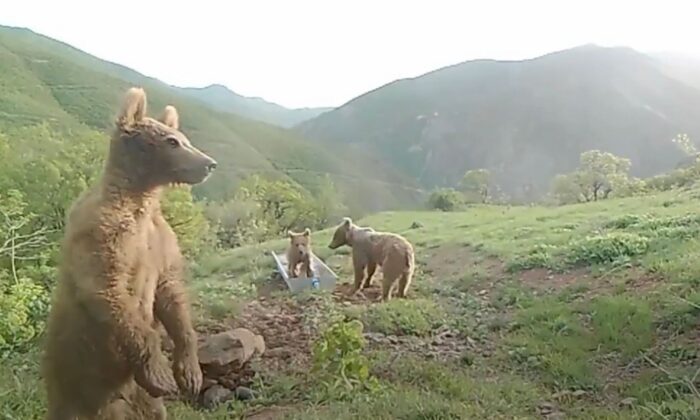 Bakan Pakdemirli’den su yalağında oynayan ayılarla ilgili “Halinden memnun” paylaşımı