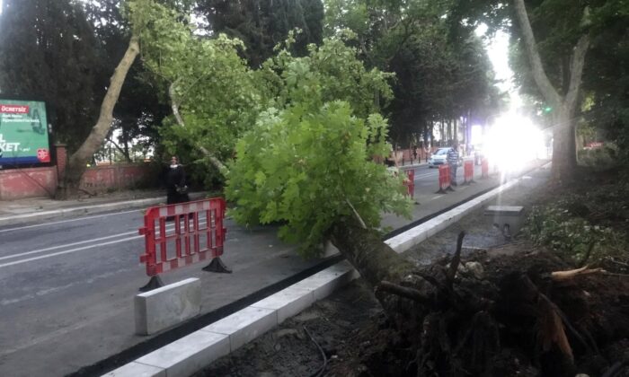 Bakırköy’de ağaç devrildi: 1 yaralı