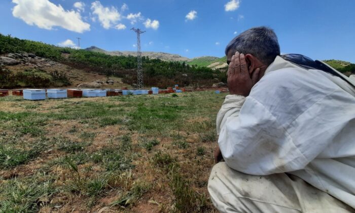 Bal şehri Bingöl’de kuraklık arıcıları da vurdu, dünya ikincisi bal tehlikeye girdi
