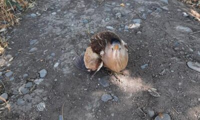 Balaban kuşu tedavi altına alındı