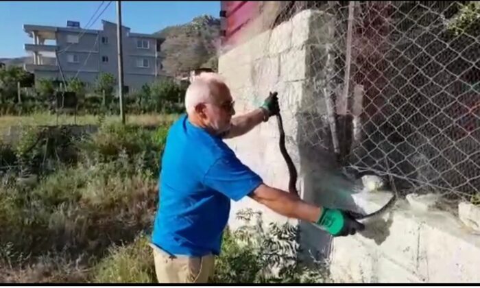 Balıkçı ağına takılan kara yılan kurtarıldı