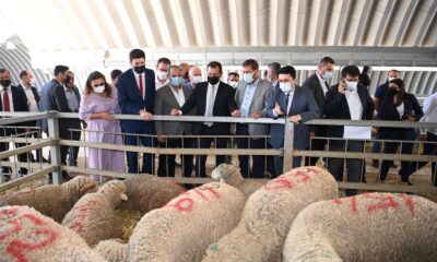 Balıkesir Büyükşehir üreticilere damızlık koç dağıttı