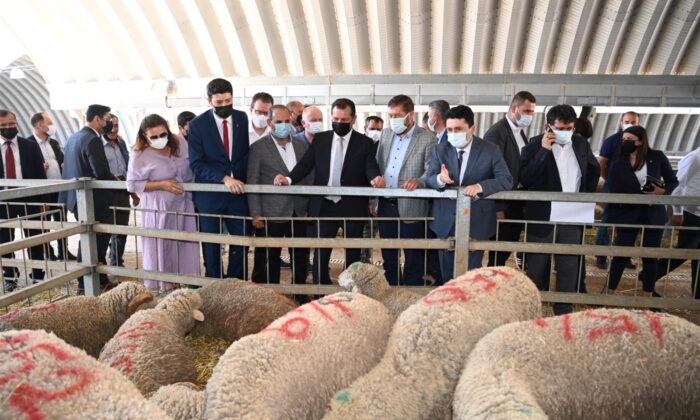 Balıkesir Büyükşehir üreticilere damızlık koç dağıttı