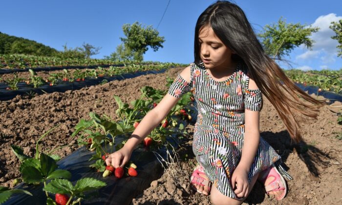 Balıkesir Emendere çileği tadını termal sulardan alıyor